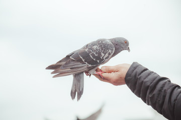 pigeon feeding and balancing on woman's hand. caring person feeds pigeons in the city in cold weather