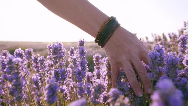 Slow motion view of a field of large bushes of lavender and lilac flowers. The hand of a young woman tenderly holds the lavender flowers the backdrop summer sunset. The sun's rays are purple plant