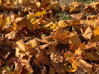 Fototapeta premium Background with fallen maple leaves.