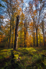  Beautiful sunset in the woods, autumn  forest colours