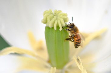 bee on tulip