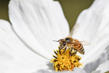 bee on cosmos