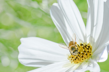 bee on cosmos