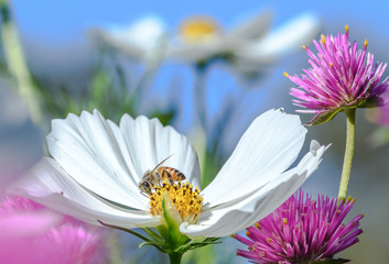 bee on cosmos