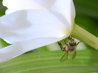 bee on white cymbidium orchid