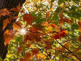 fall leaves with sun flare 2