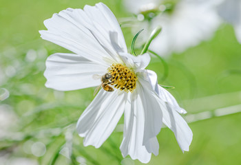bee on white cosmos