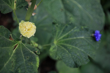 Yellow Radiant rose hollyhock