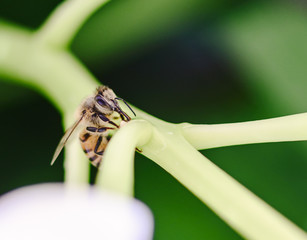 bee on white cymbidium orchid