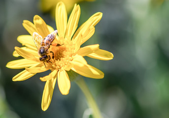 bee on yellow flower