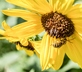bee on yellow flower