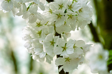 The whiteness and beauty of cherry blossoms.