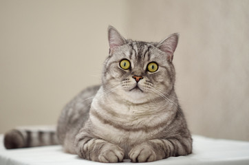 The British cat lies on its right side on a white surface and directly into the camera. Tabby cat lies on its side on a white table.