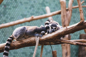 Two ring-tailed lemurs in a zoo on a tree