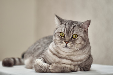 Tabby cat lies on its side on a white table. The British cat lies on its right side on a white surface and looks at the camera.