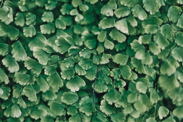 Obraz premium Beautiful of the plant 