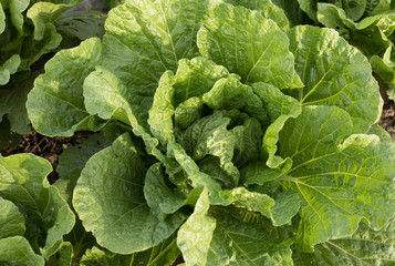 Chinese cabbage field at northern China