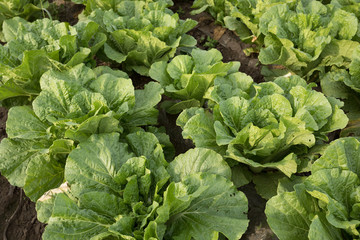 Fototapeta premium Chinese cabbage field at northern China