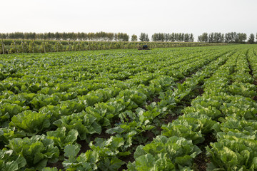Fototapeta na wymiar Chinese cabbage crop growing at field