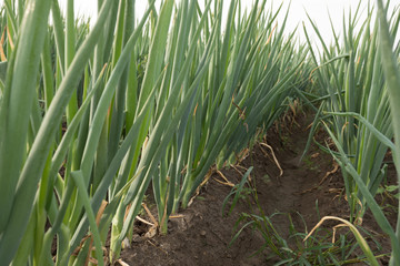 Green Chinese onion crops in growth at field