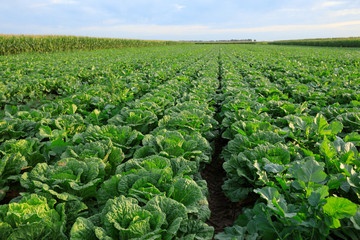 Chinese cabbage crop growing at field