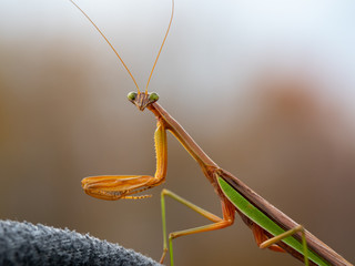 praying mantis