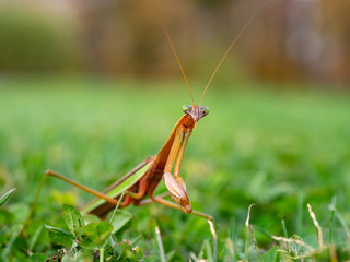 praying mantis 4