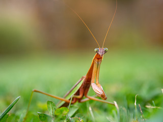 praying mantis 5