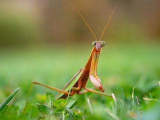 praying mantis 6