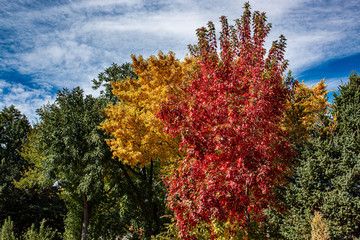 Autumn Trees (1)