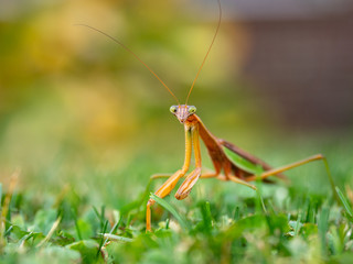 praying mantis 7