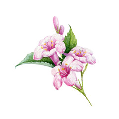 Weigela pink flowers watercolor illustration. Tender spring rose blossoms with buds and green leaves. Blooming weigela close up bush, isolated on white background. © anitapol