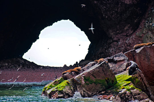 Sleeping Sea Lions