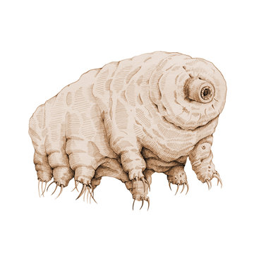 Tardigrade microscopic grachic illustration. Hand drawn water bear zoology smallest animal. Sepia ink image of animalcule, perfect for science research, isolated on white background. 