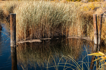 Reeds and Posts