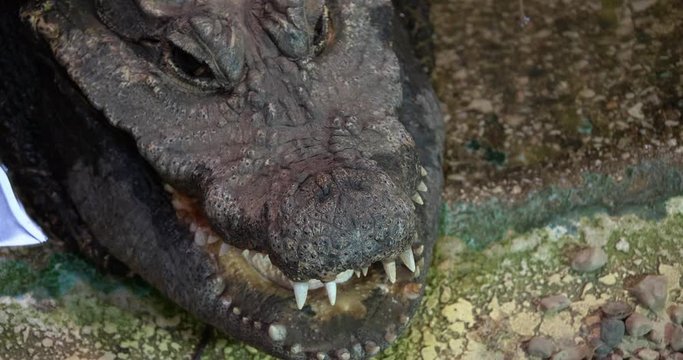 4K - Crocodile opens mouth. Close-up