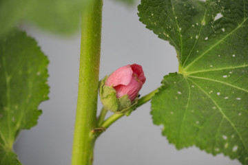 Alcea rosea deep pink