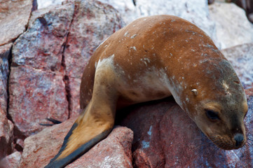 Sea Lion Closeup
