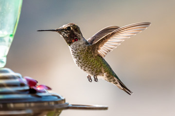 anna's hummingbird in flight