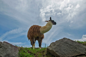 Fototapeta premium Alpaca Friend
