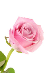 Closeup of soft pastel pink rose against white background in vertical format with copy space.