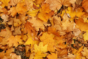 Naklejka na ściany i meble Background of autumn yellow leaves