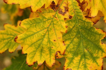 Autumn oak leaves close-up