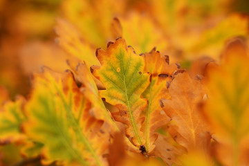 Red and yellow autumn oak leaves