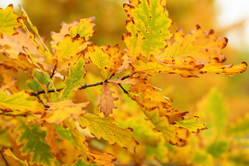 Branch of oak with autumn leaves
