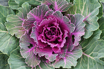 Purple ornamental kale top view