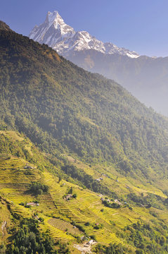 Nepal, Annapurna Conservation Area, Terraced fields and Machapuchare or Machhapuchhre Fish Tail, mountain in the Annapurna Himal of north central Nepal.