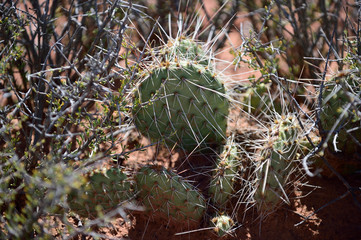 cactus in the garden