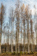 Beautiful autumn landscape, birches with yellow leaves in the wind, autumn forest, falling leaves