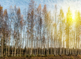 birch grove in the rays of the setting sun, trees are lit by the warm autumn sun in the evening, wildlife landscape background